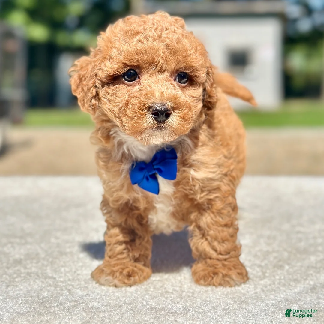 Maltipoo dogs for sale: Chase  - Ad 2