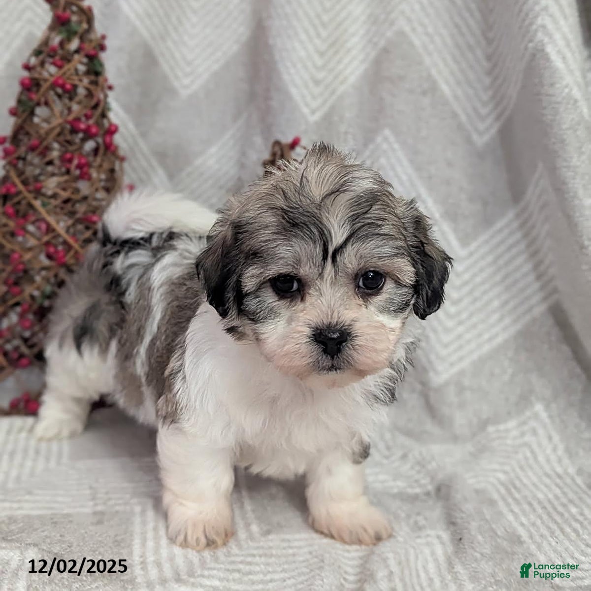 Teddy Bear dogs Iesha - Ad 41