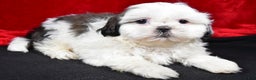 Shih Tzu dogs for sale: Dixie - Ad 3