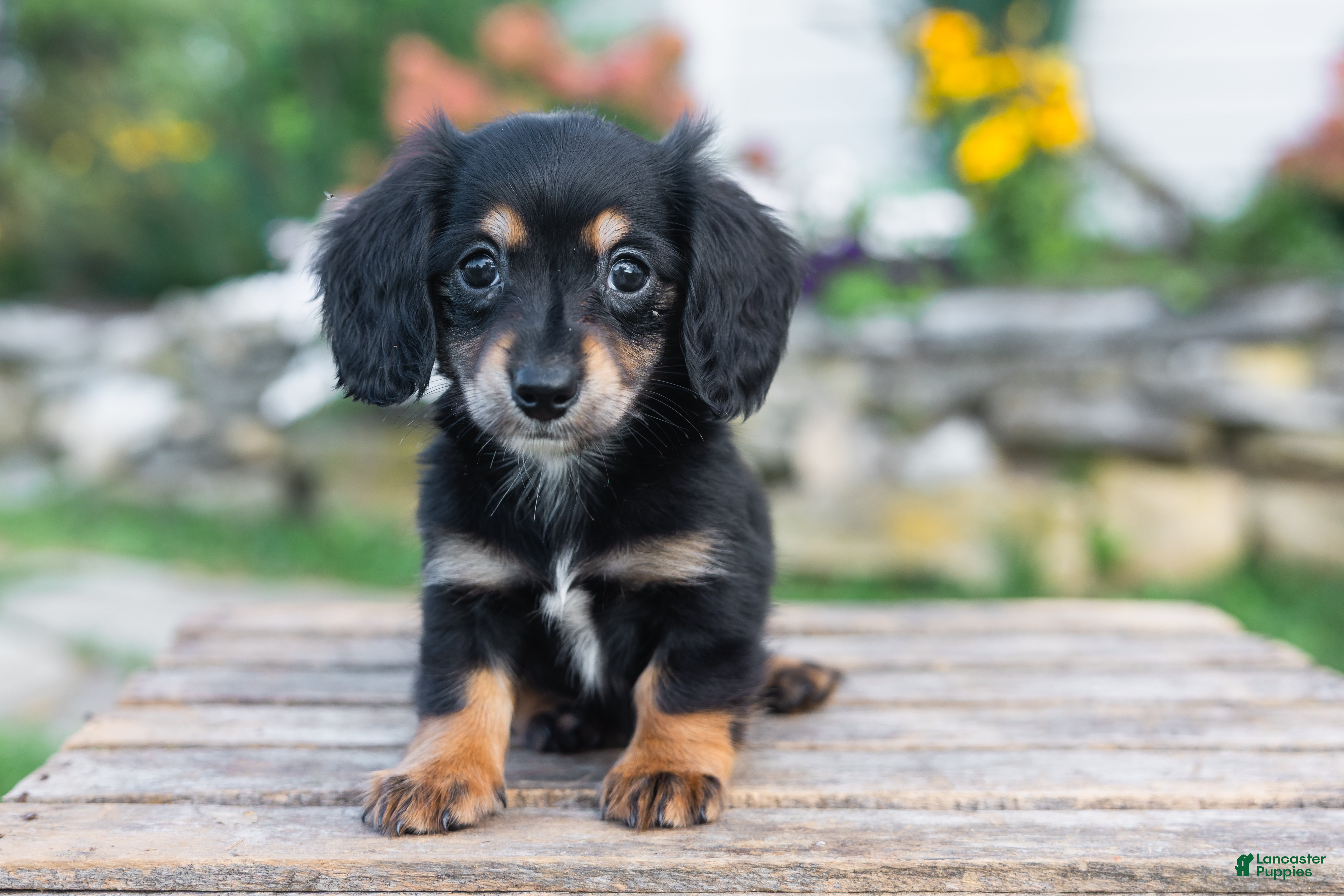 Miniature Dachshund dogs Lulu - Ad 1