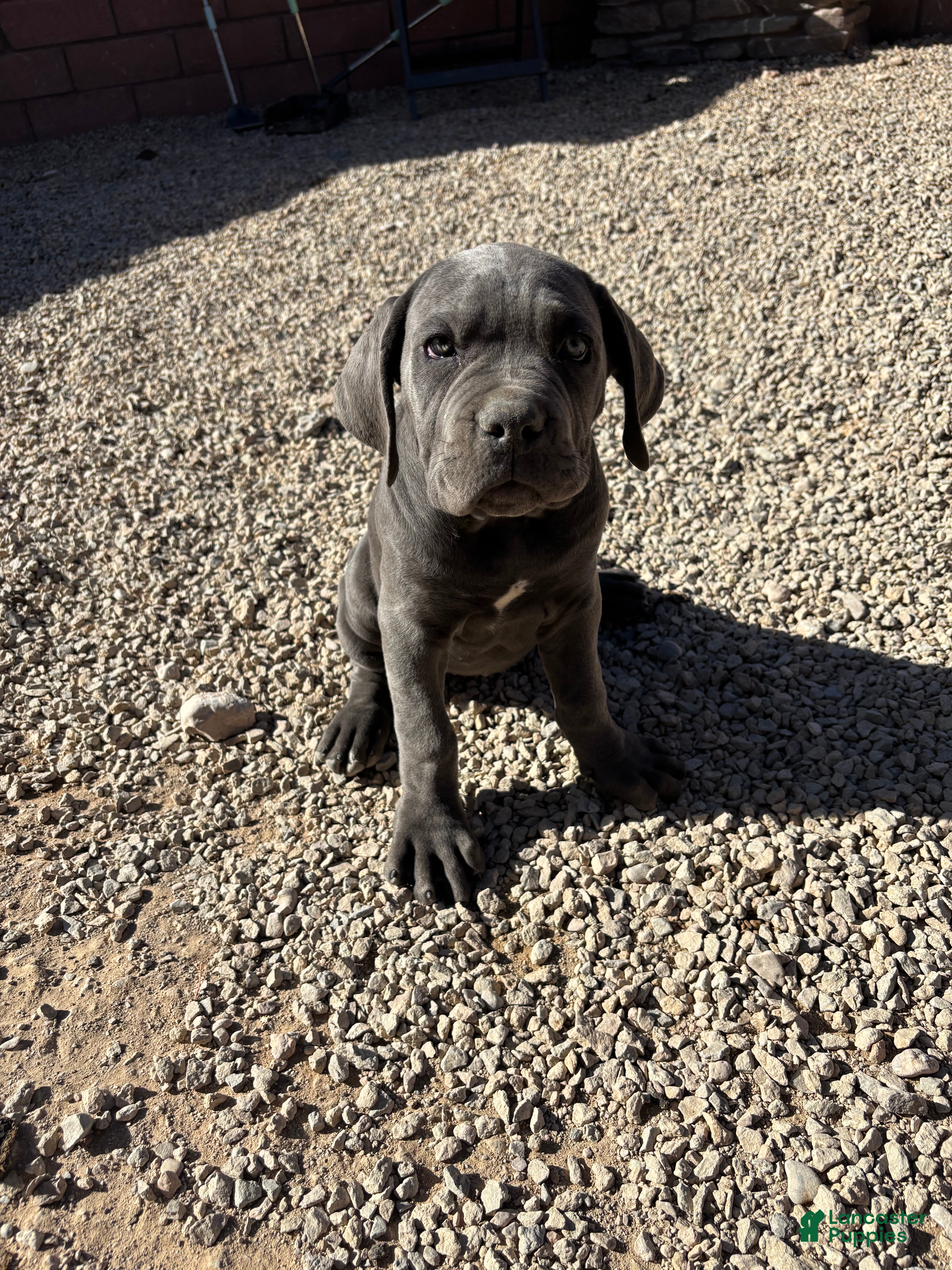 Cane Corso dogs for sale: Cane Corso 7 - Ad 1