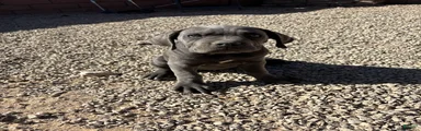 Cane Corso 7