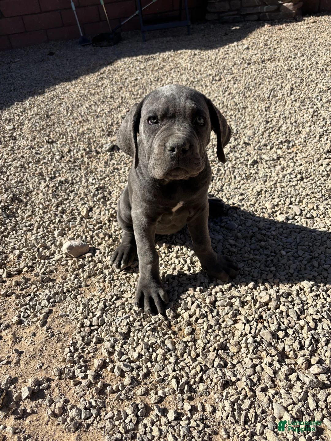 Cane Corso dogs for sale: Cane Corso 7 - Ad 1
