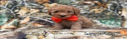 Cavapoo dogs for sale: Archie - Ad 4