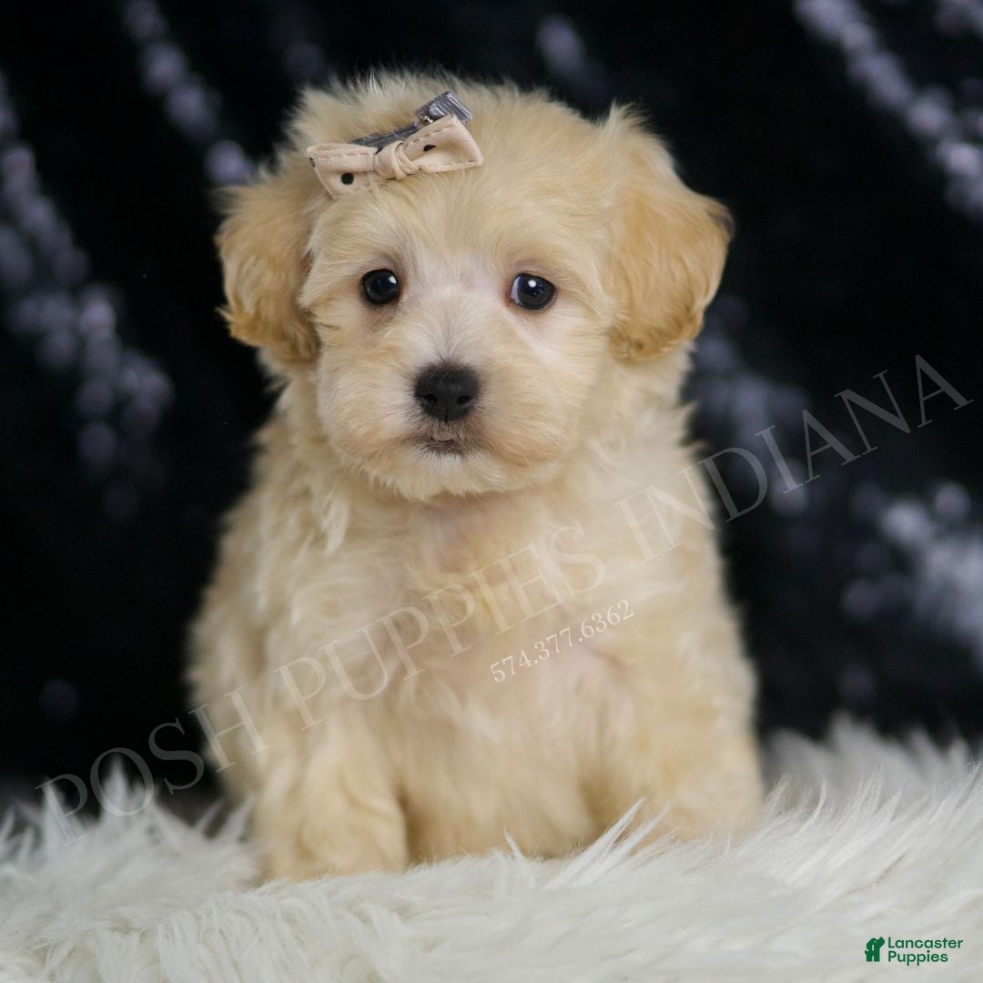Maltipoo dogs Cider  - Ad 1