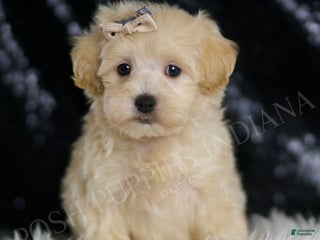 Maltipoo dogs - Ad 25
