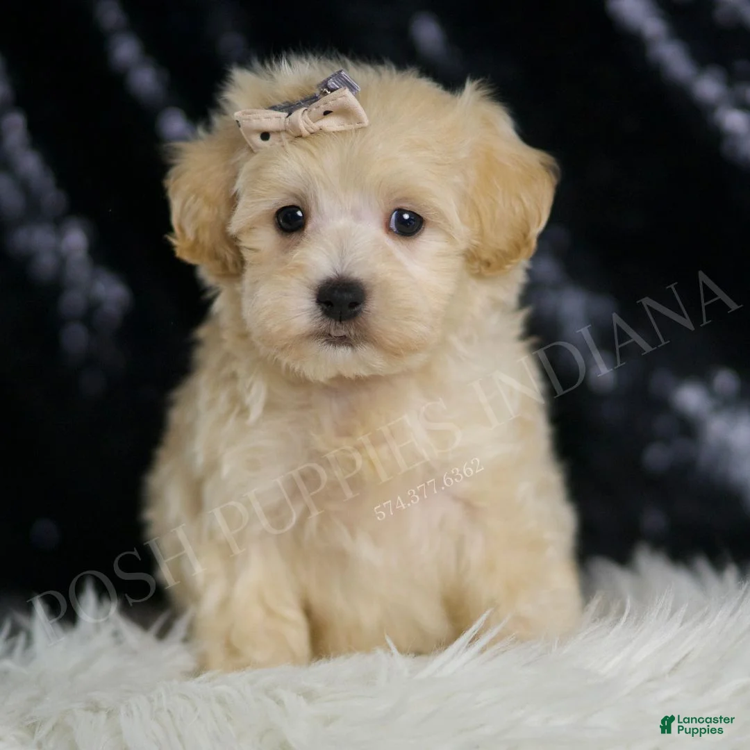 Maltipoo dogs for sale: Cider  - Ad 1