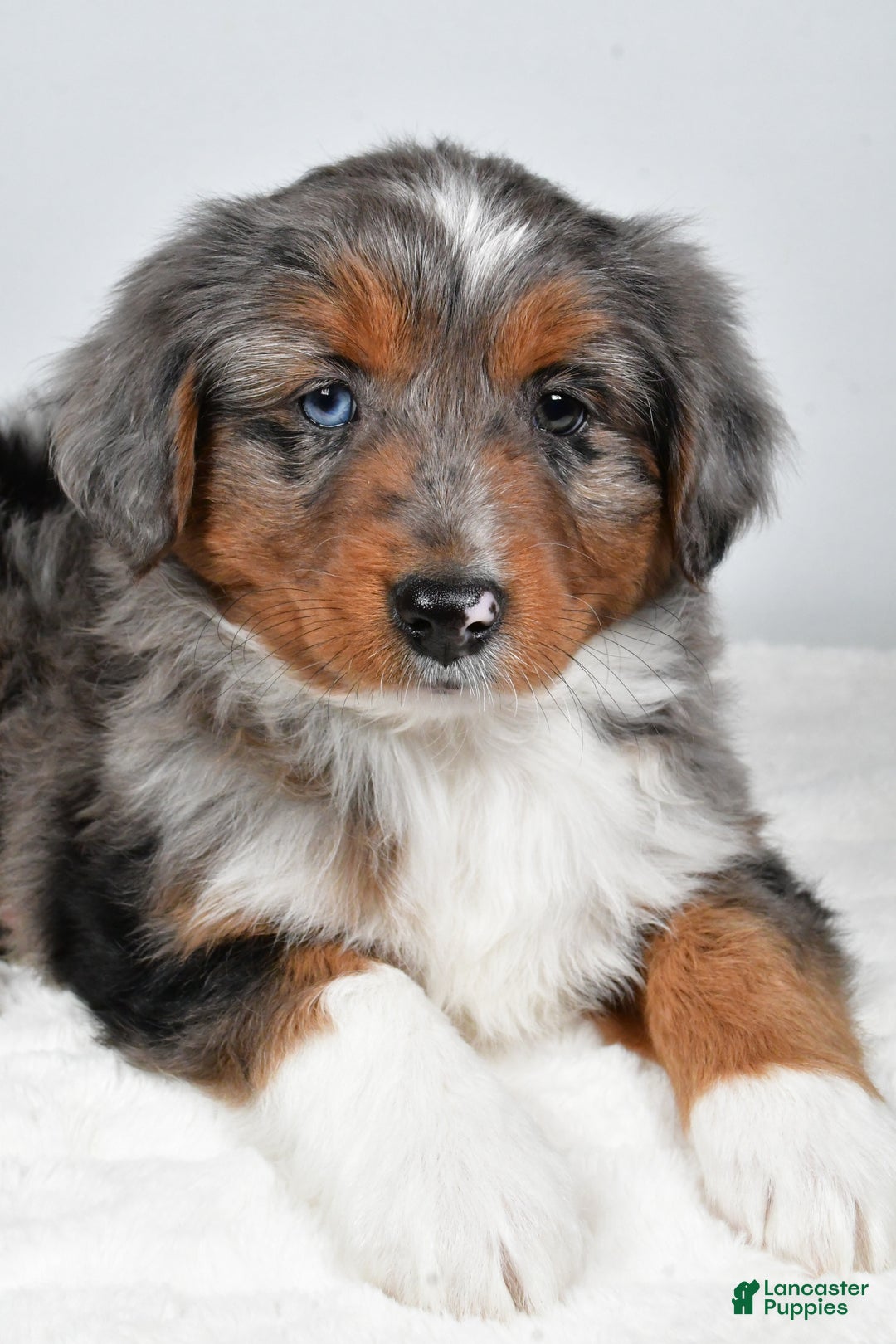 Miniature Australian Shepherd dogs for sale: Richie - Ad 10