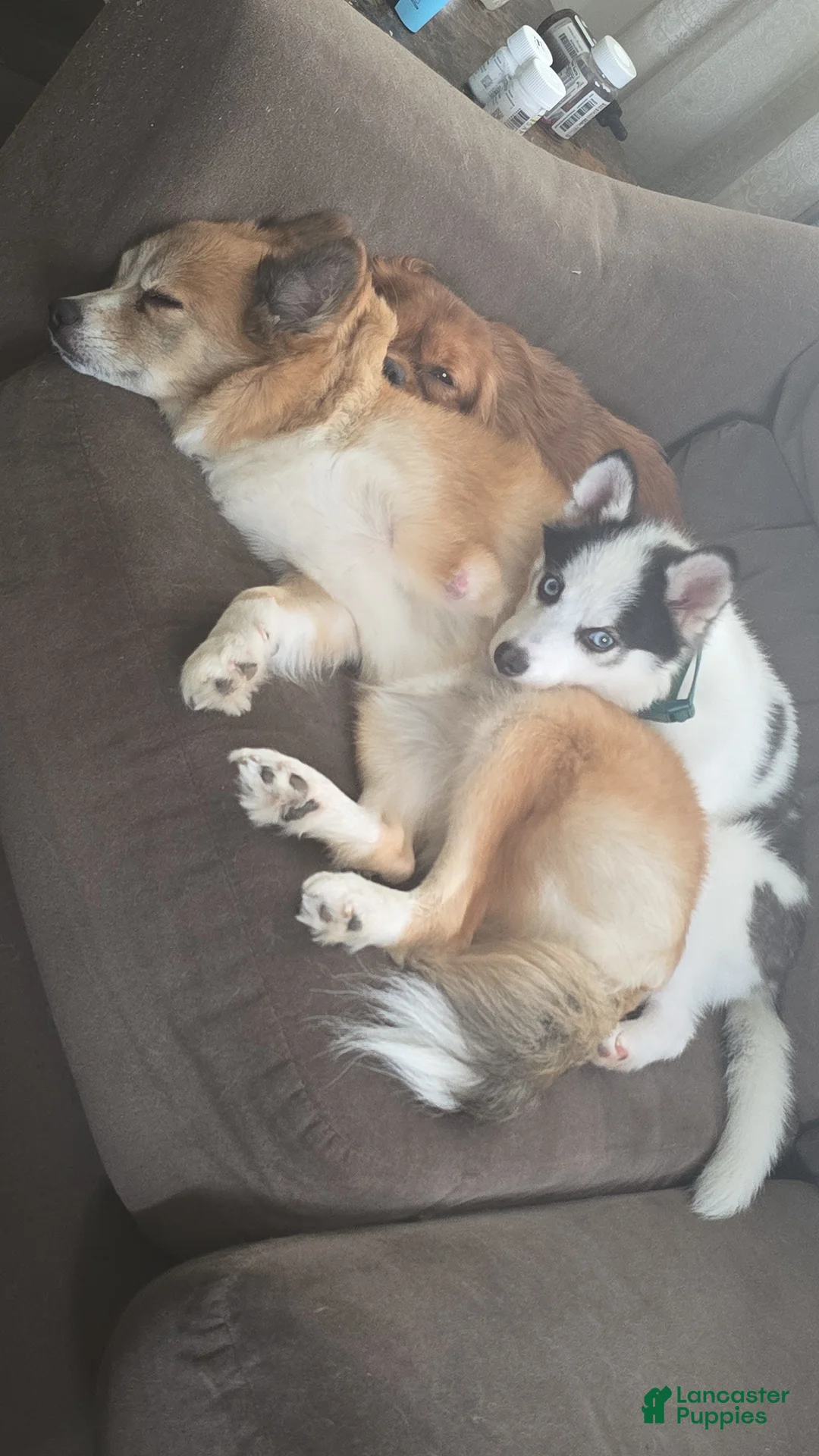 Gallery Image {{count}}