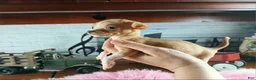 Chihuahua dogs for sale: Vanillas fawn white girl. Hand Delivery  - Ad 2
