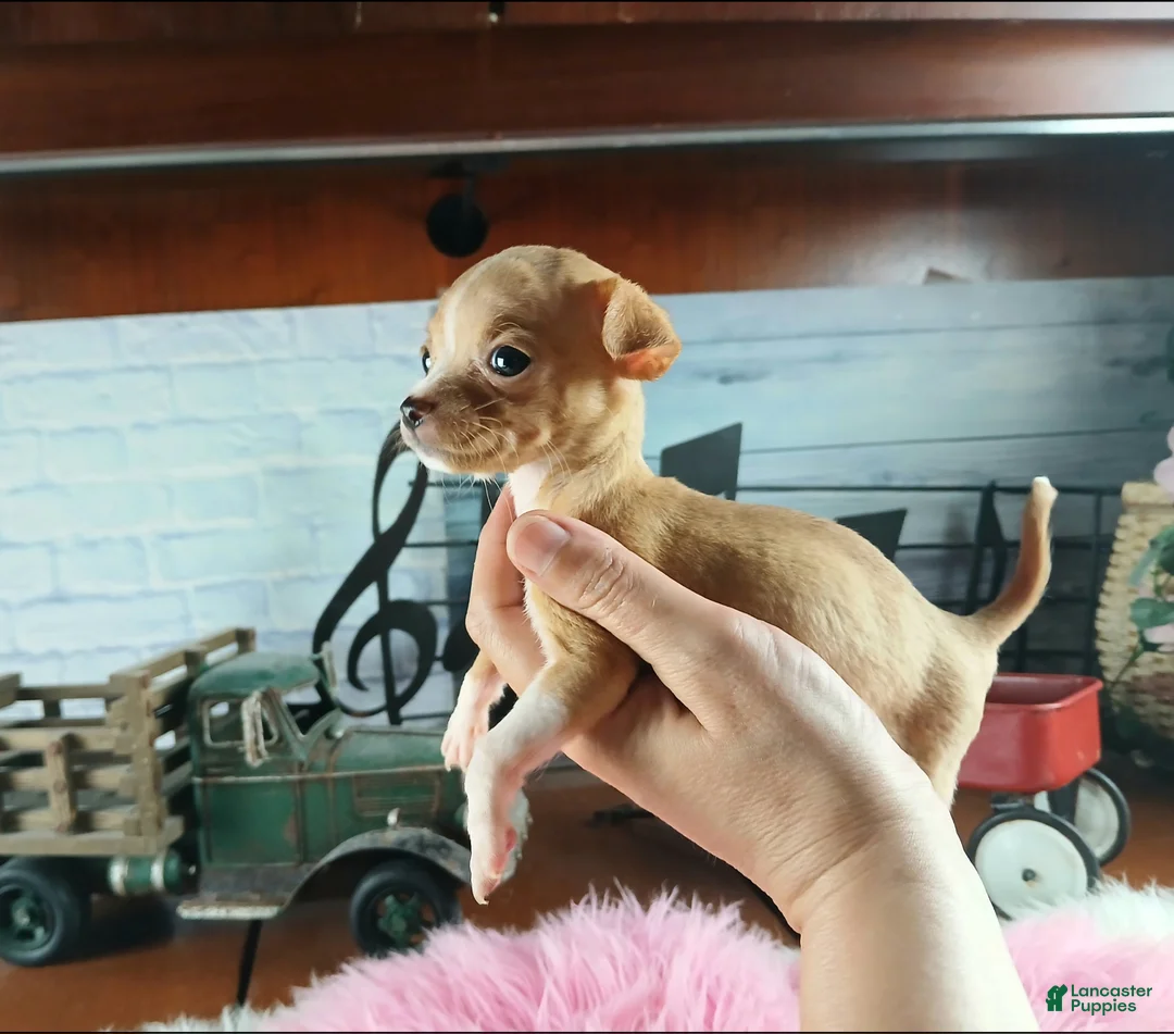 Chihuahua dogs for sale: Vanillas fawn white girl. Hand Delivery  - Ad 2