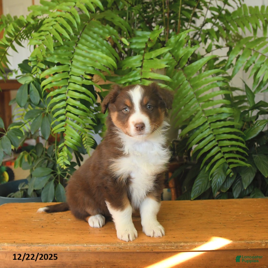 Australian Shepherd dogs Avalon - Ad 26
