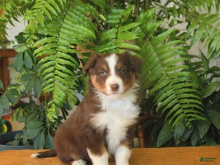 Australian Shepherd dogs Avalon - Ad 36