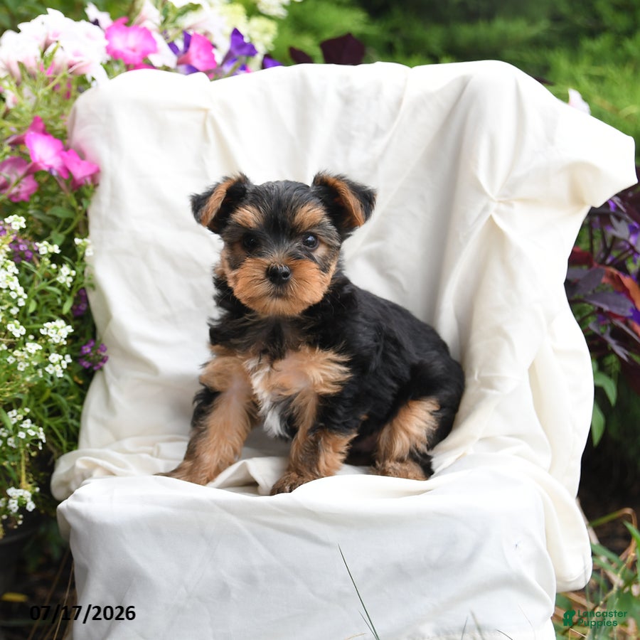 Yorkshire Terrier dogs Milo - Ad 1