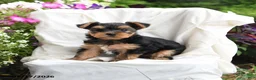 Yorkshire Terrier dogs for sale: Milo - Ad 1
