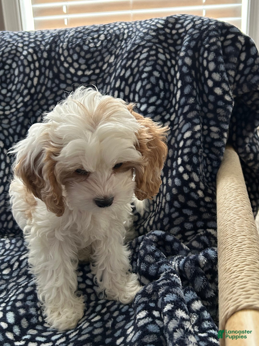 Cavapoo dogs for sale: Cavapoo Puppy 1 - Ad 5