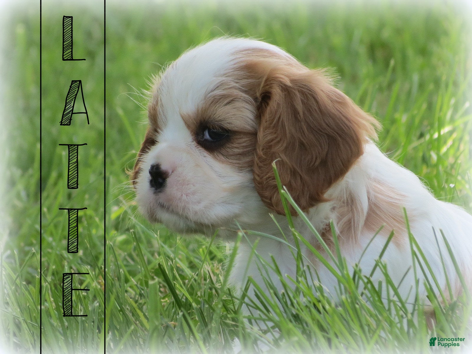 Cavalier King Charles Spaniel dogs Latte - Ad 13