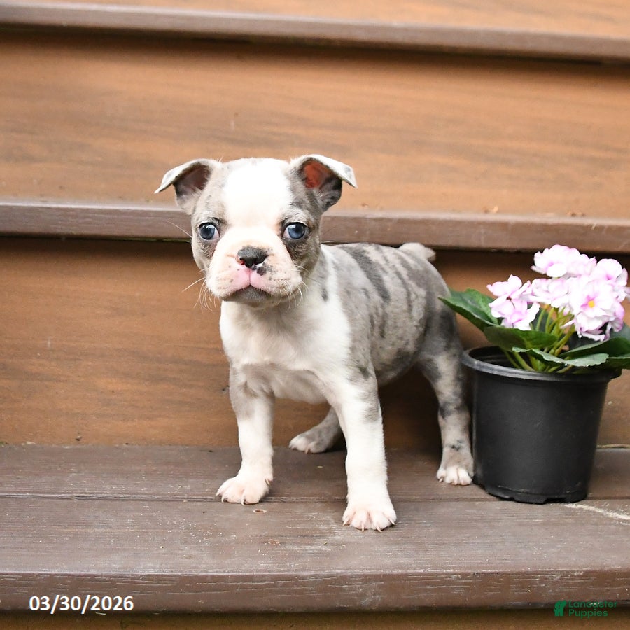 Boston Terrier dogs Tulip - Ad 1