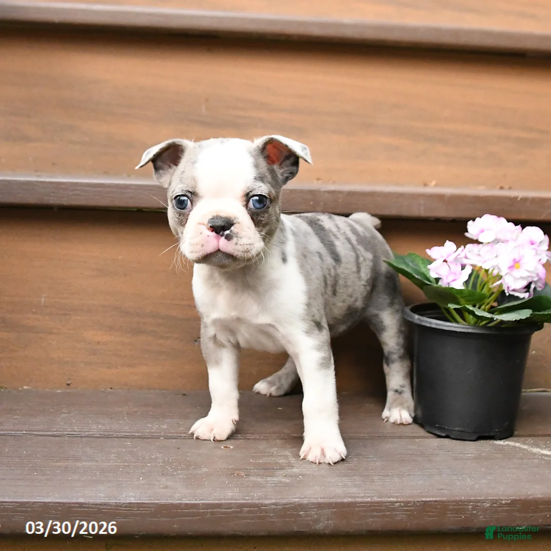 Boston Terrier dogs for sale: Tulip - Ad 1