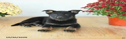 Mixed Breed dogs for sale: Gabby - Ad 2