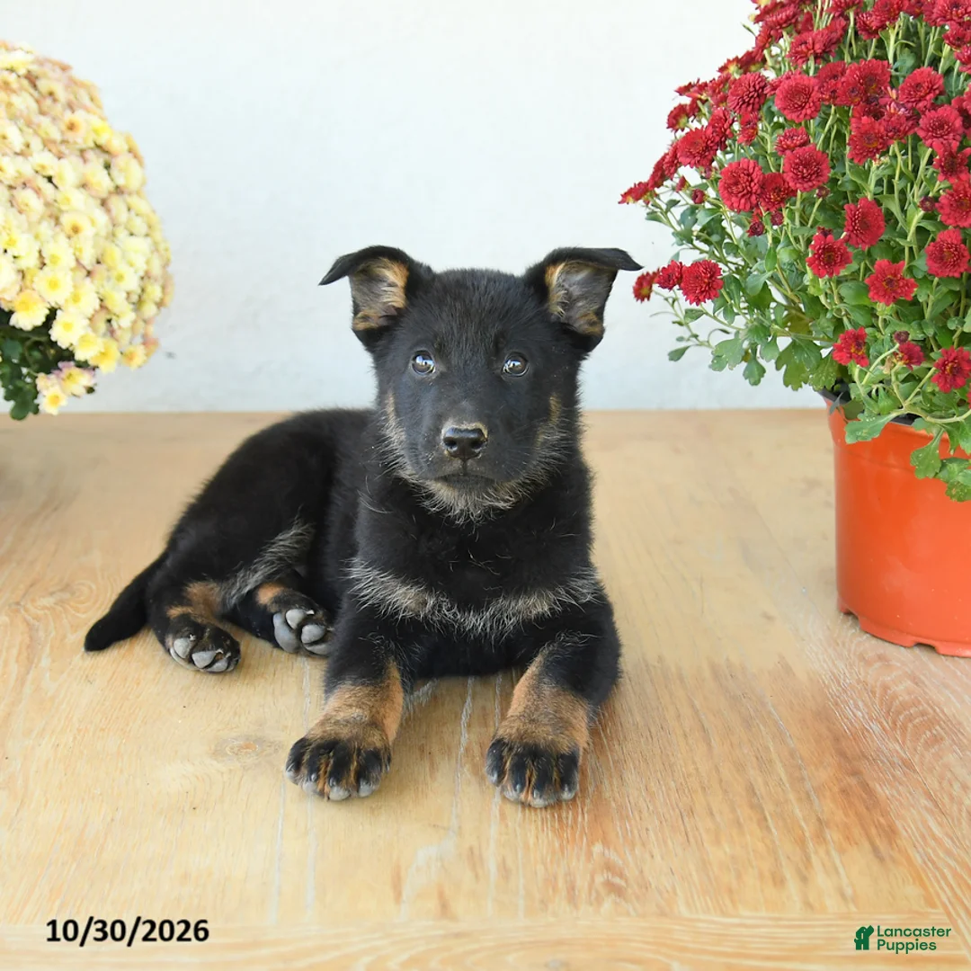 Mixed Breed dogs for sale: Gabby - Ad 2