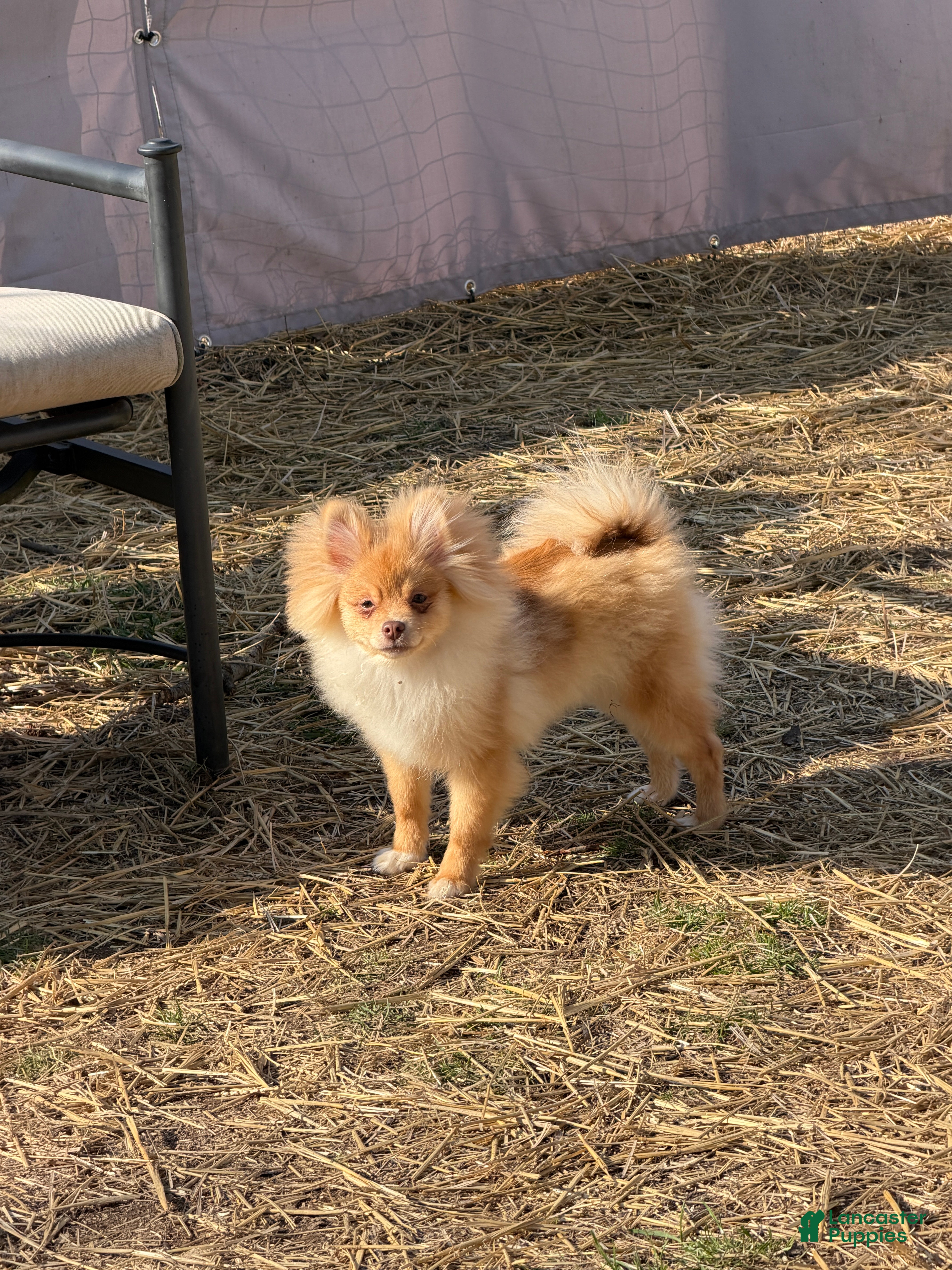 Pomeranian dogs Pomeranian Puppy 1 - Ad 17