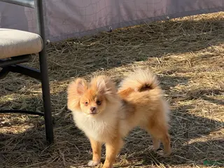 Pomeranian dogs Pomeranian Puppy 1 - Ad 17