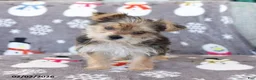 Morkie dogs for sale: Ziggy - Ad 3