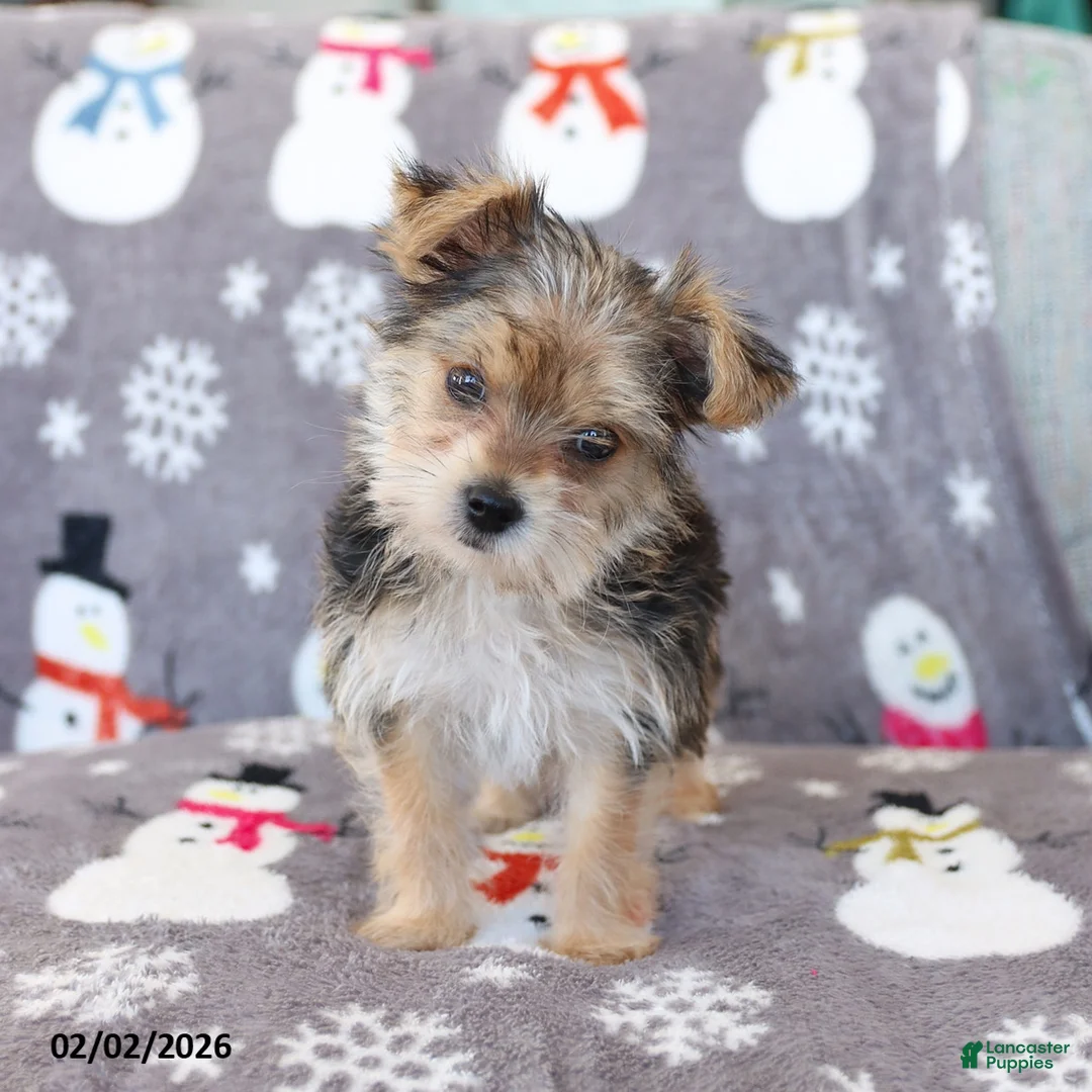 Morkie dogs for sale: Ziggy - Ad 3