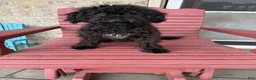 Cavapoo dogs for sale: Eliza - Ad 2