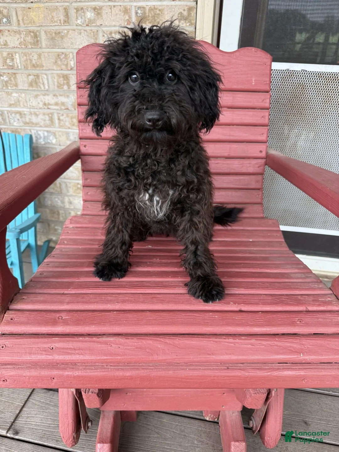 Cavapoo dogs for sale: Eliza - Ad 2