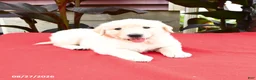 Golden Retriever dogs for sale: Creed - Ad 2