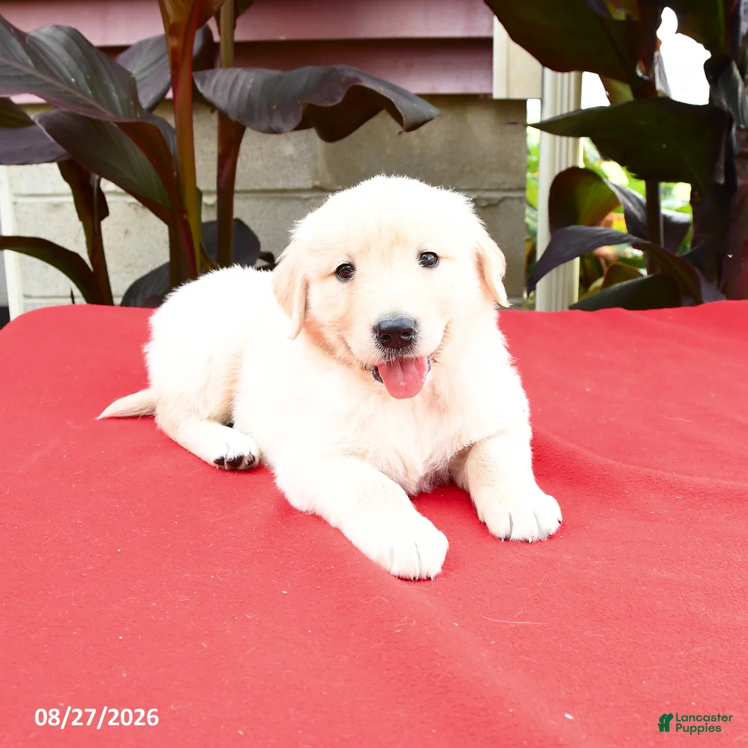 Golden Retriever dogs for sale: Creed - Ad 2