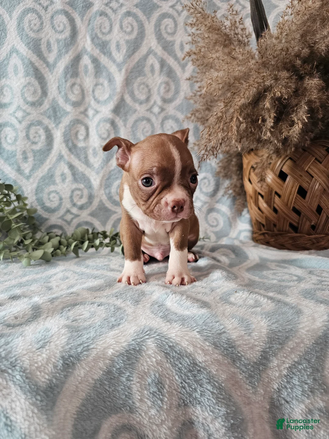 Boston Terrier dogs for sale: Jasper - Ad 11