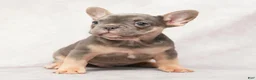 French Bulldog dogs for sale: Morris - Ad 5