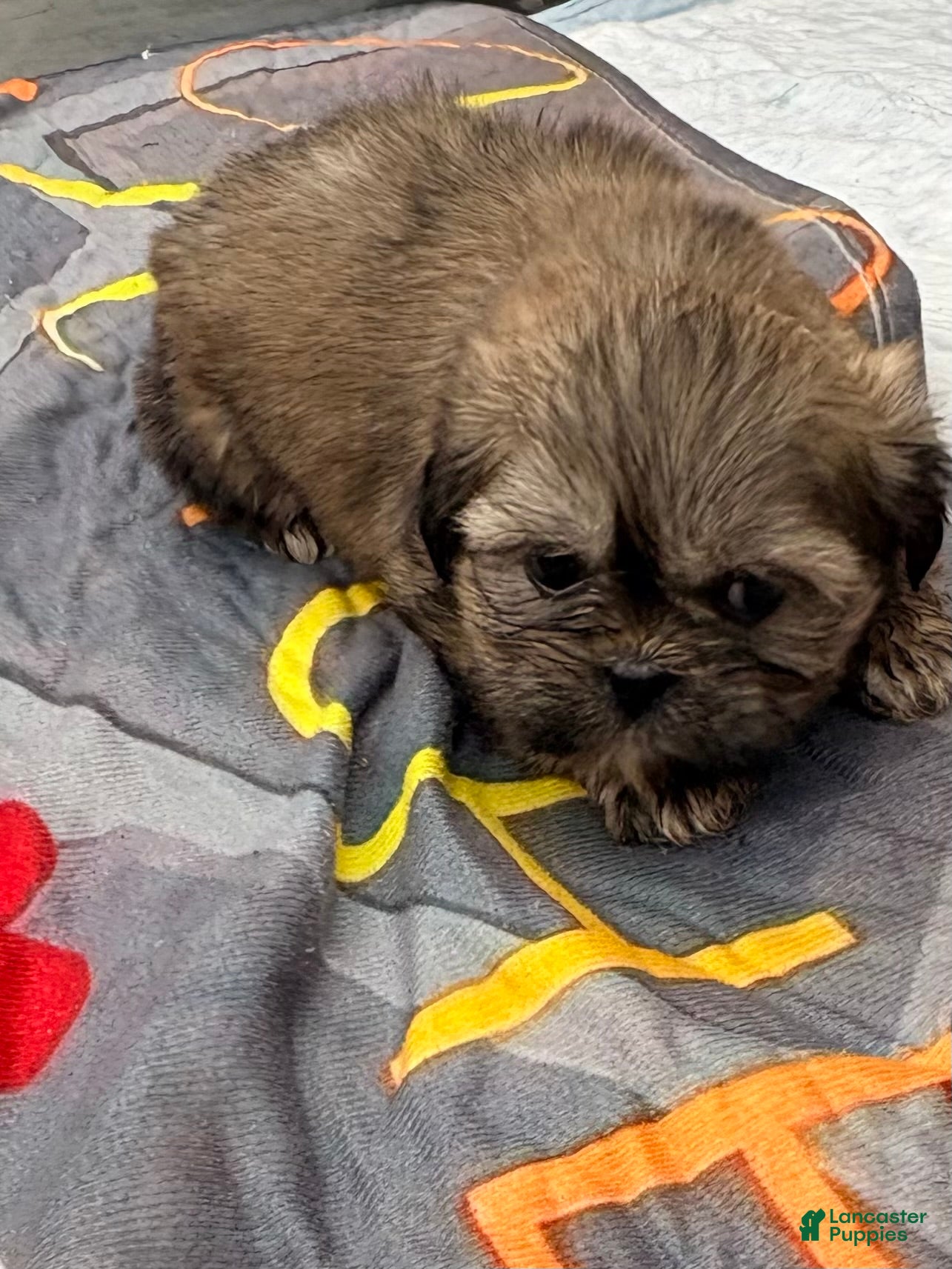Shih Tzu dogs Shih Tzu Puppy 2 - Ad 41