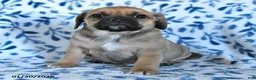 Puggle dogs for sale: Skippy - Ad 4