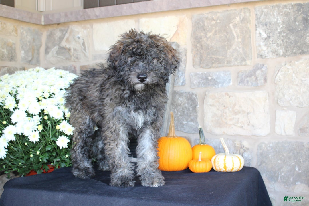 Mixed Breed dogs for sale: Sundae - Ad 1