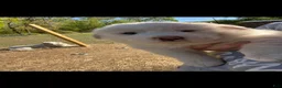 Great Pyrenees dogs for sale: Female Purple (Xena)  - Ad 4
