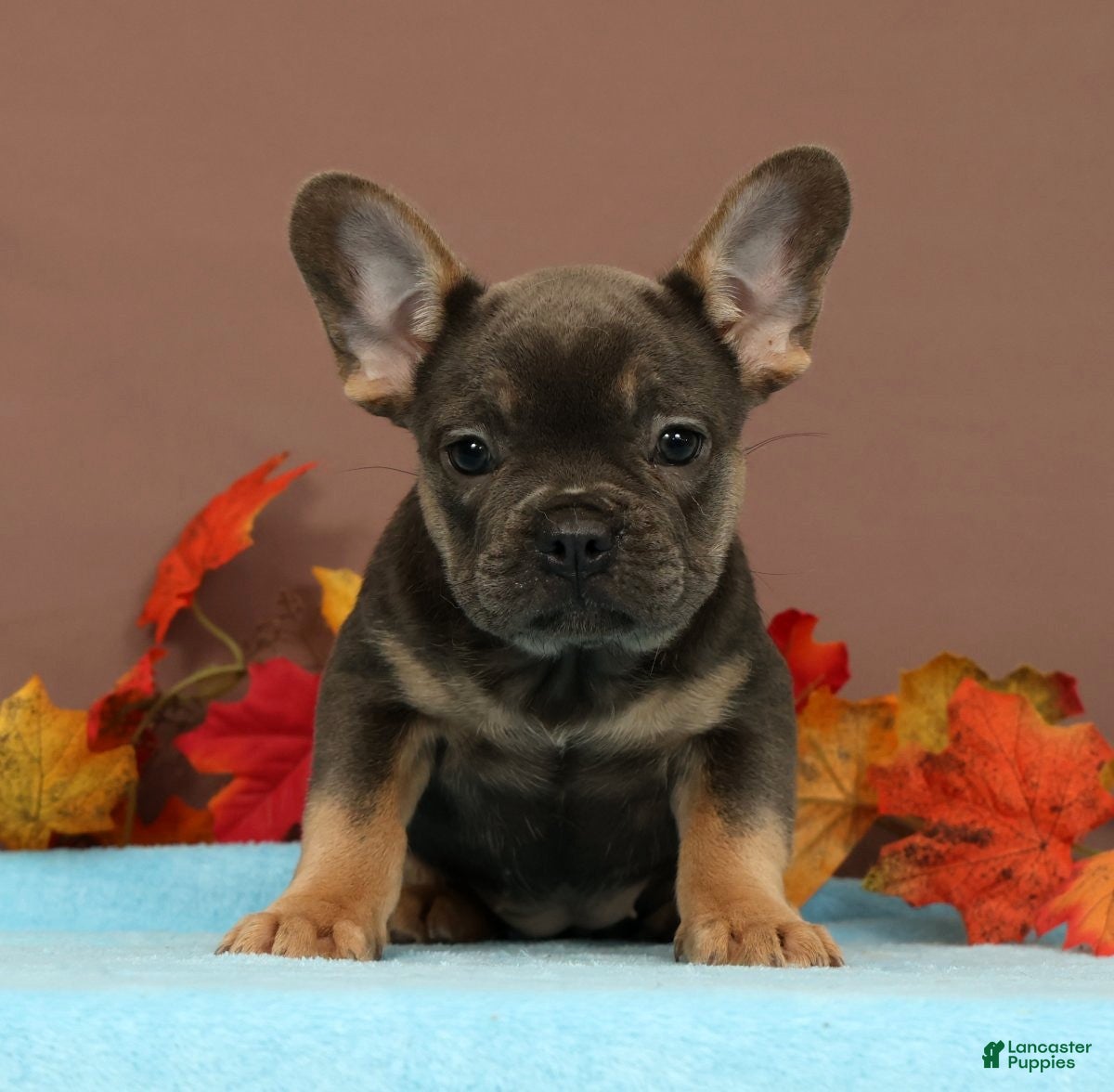 French Bulldog dogs Callie - Ad 2