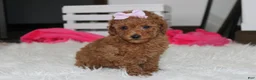 Miniature Poodle dogs for sale: Sierra  - Ad 5
