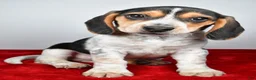Beagle dogs for sale: Robert - Ad 5