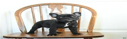 Frenchton dogs for sale: Rogue - Ad 1