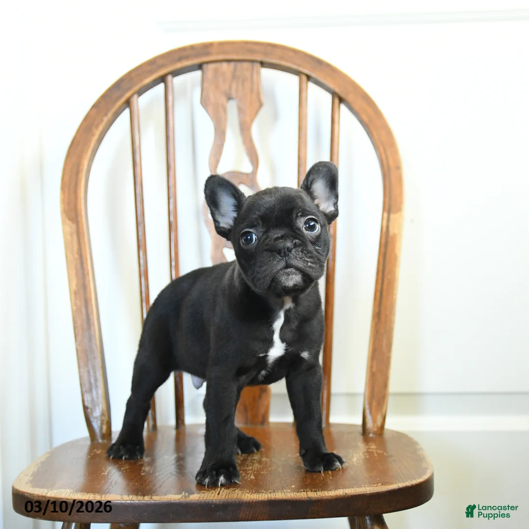 Frenchton dogs for sale: Rogue - Ad 1