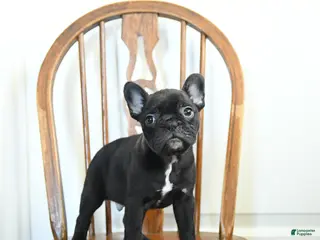 Frenchton dogs for sale: Rogue - Ad 3