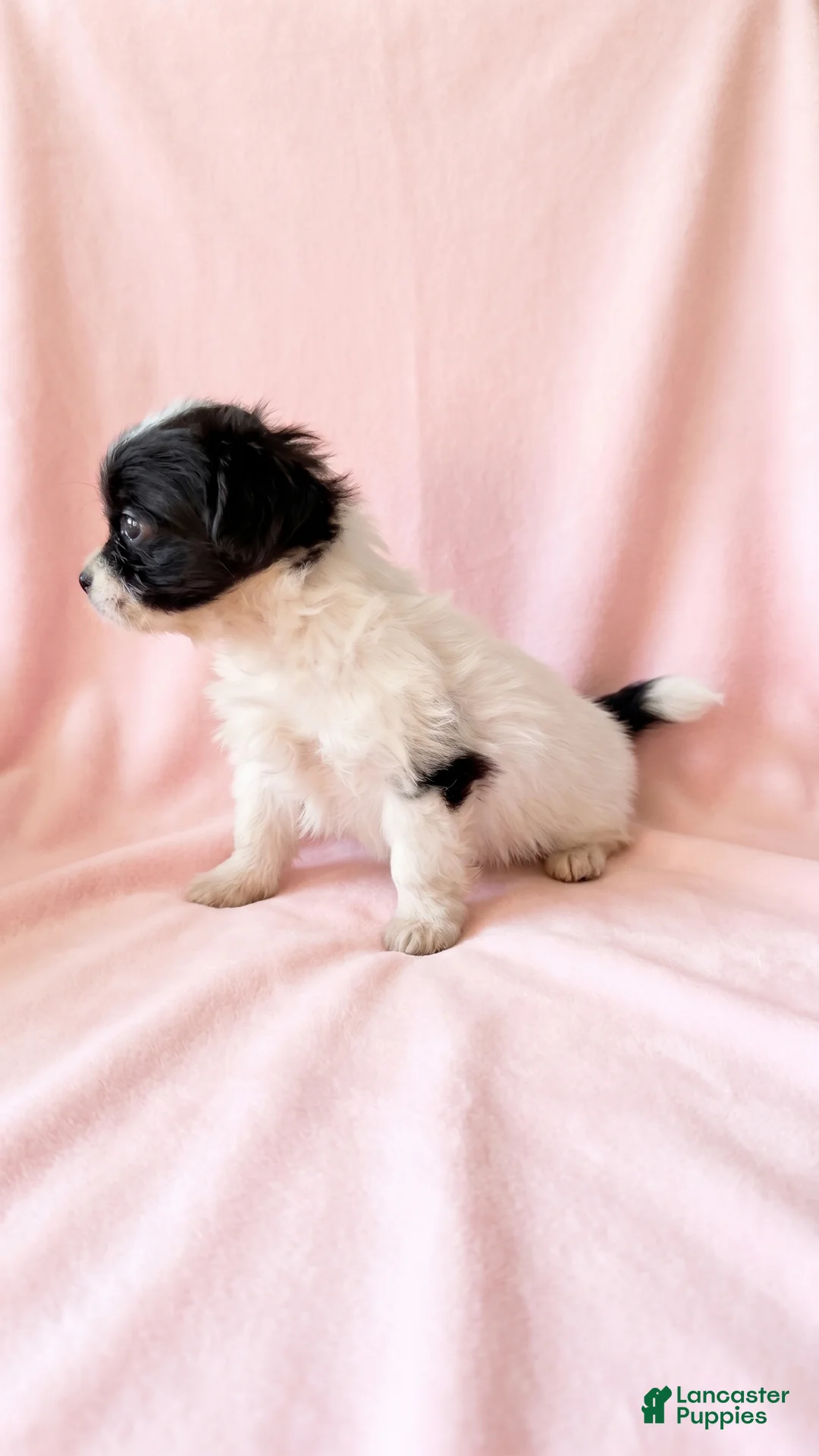 Mixed Breed dogs for sale: Winnie - Ad 5
