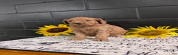 Goldendoodle dogs for sale: Lolly  - Ad 13