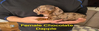 Chocolate Dapple Miniature Dachshund 