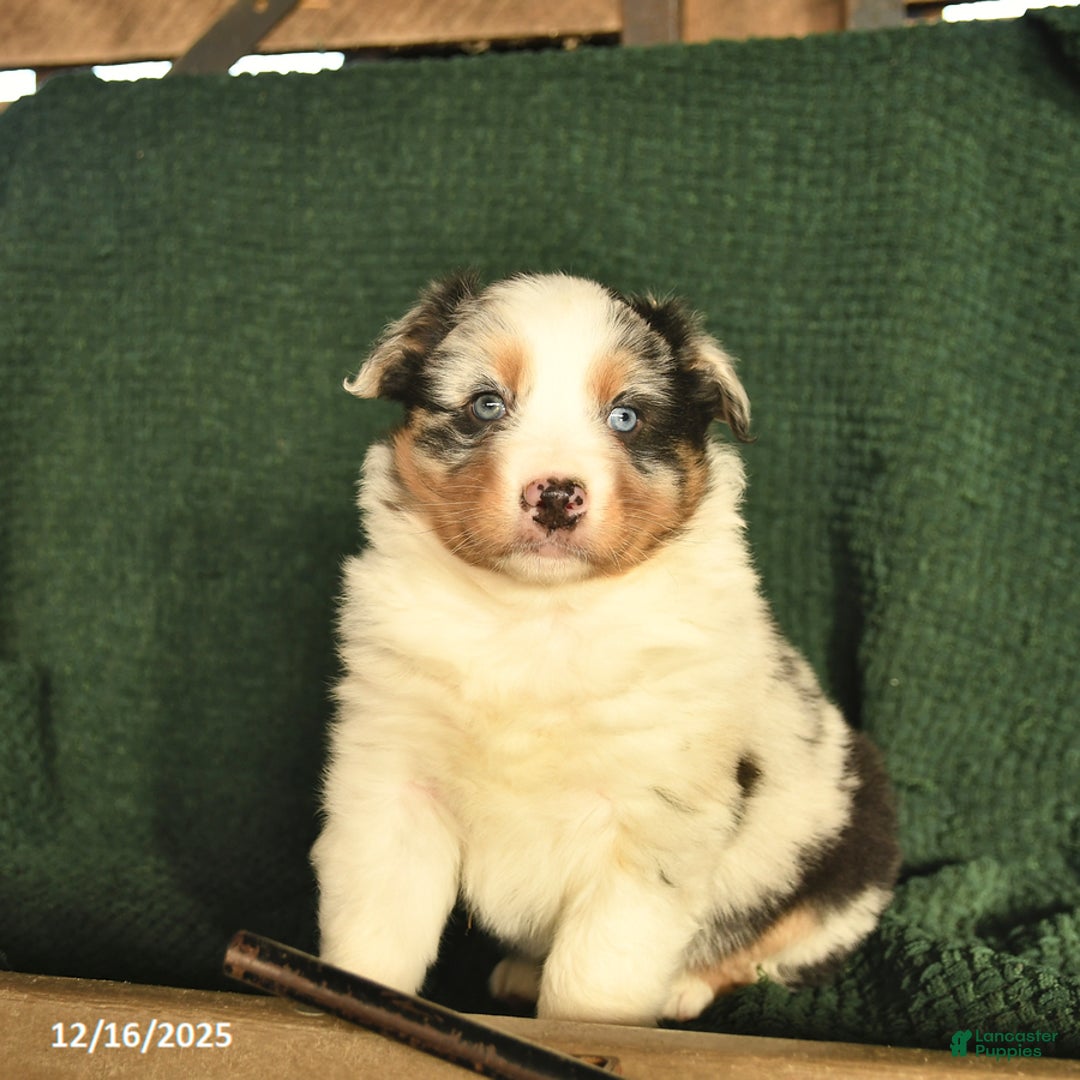 Australian Shepherd dogs for sale: Dixon  - Ad 4