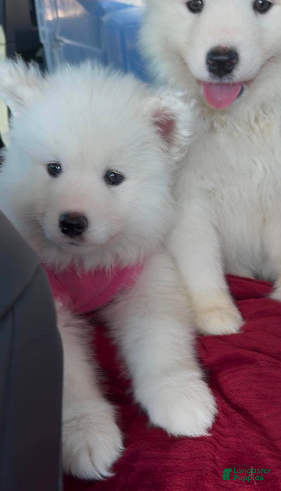 Samoyed dogs BABY Snow - Ad 27